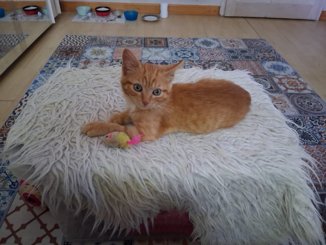 Weasley - Chat Européen à adopter