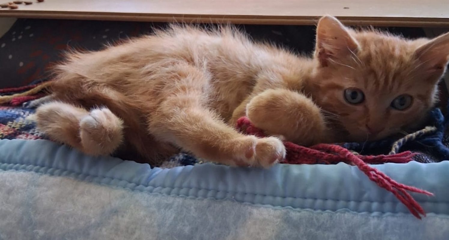 Weasley - Chat Européen à adopter - photo 2