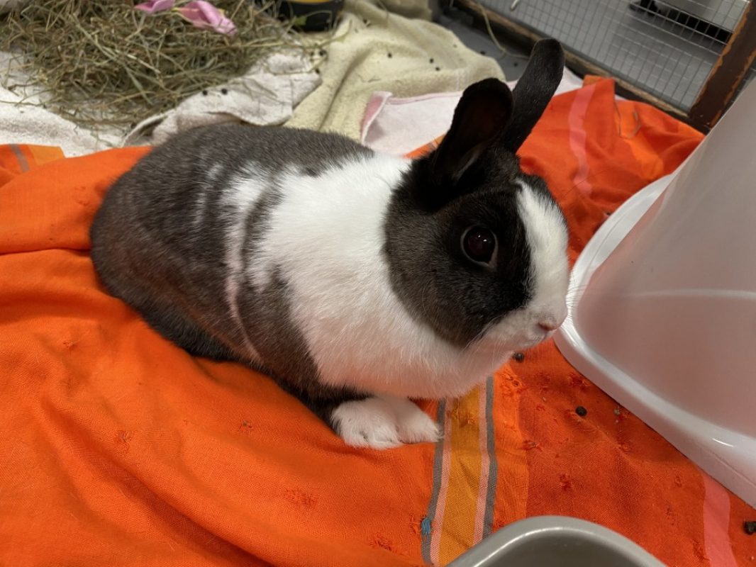 Arya - Rongeur Lapin à adopter