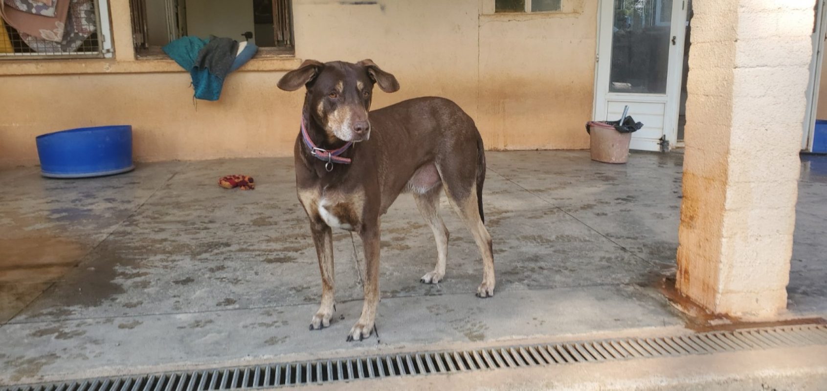 Snoop - Chien Dobermann à adopter