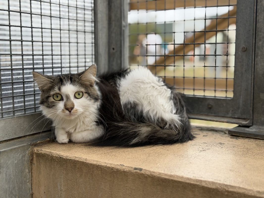 Bluey - Chat Européen à adopter