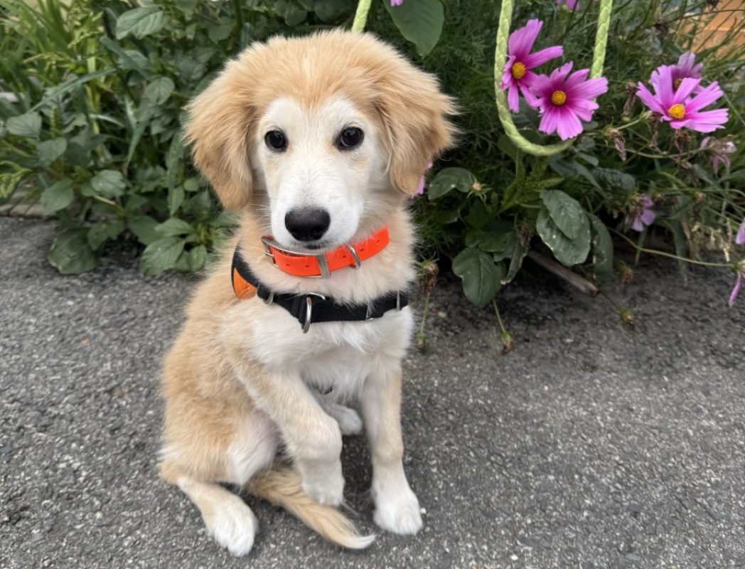 Leo - Chien à adopter
