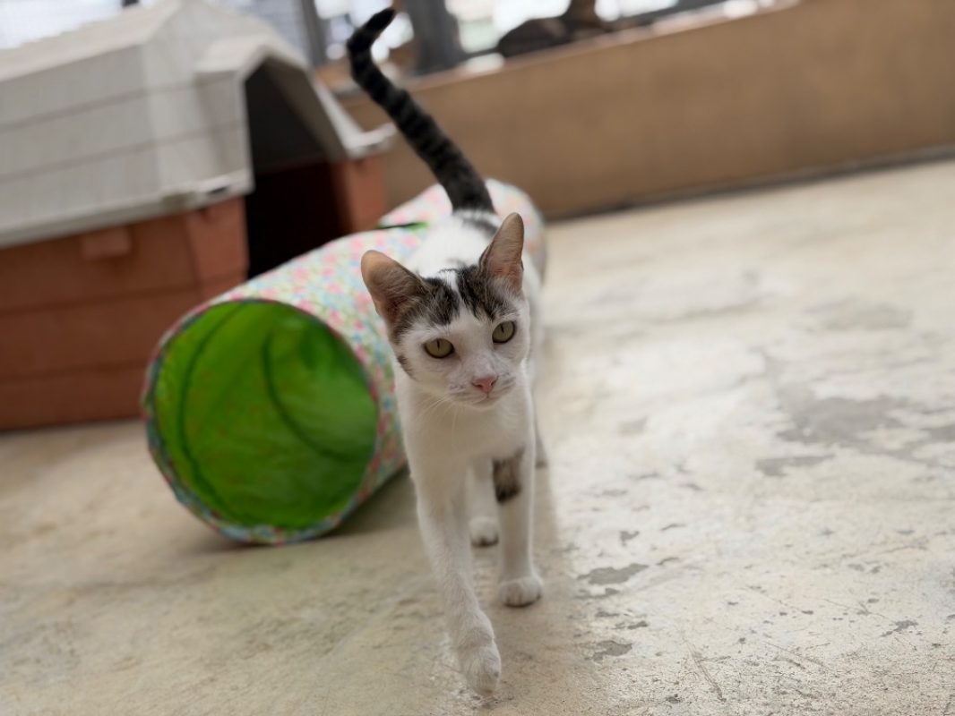 Zira - Chat Européen à adopter
