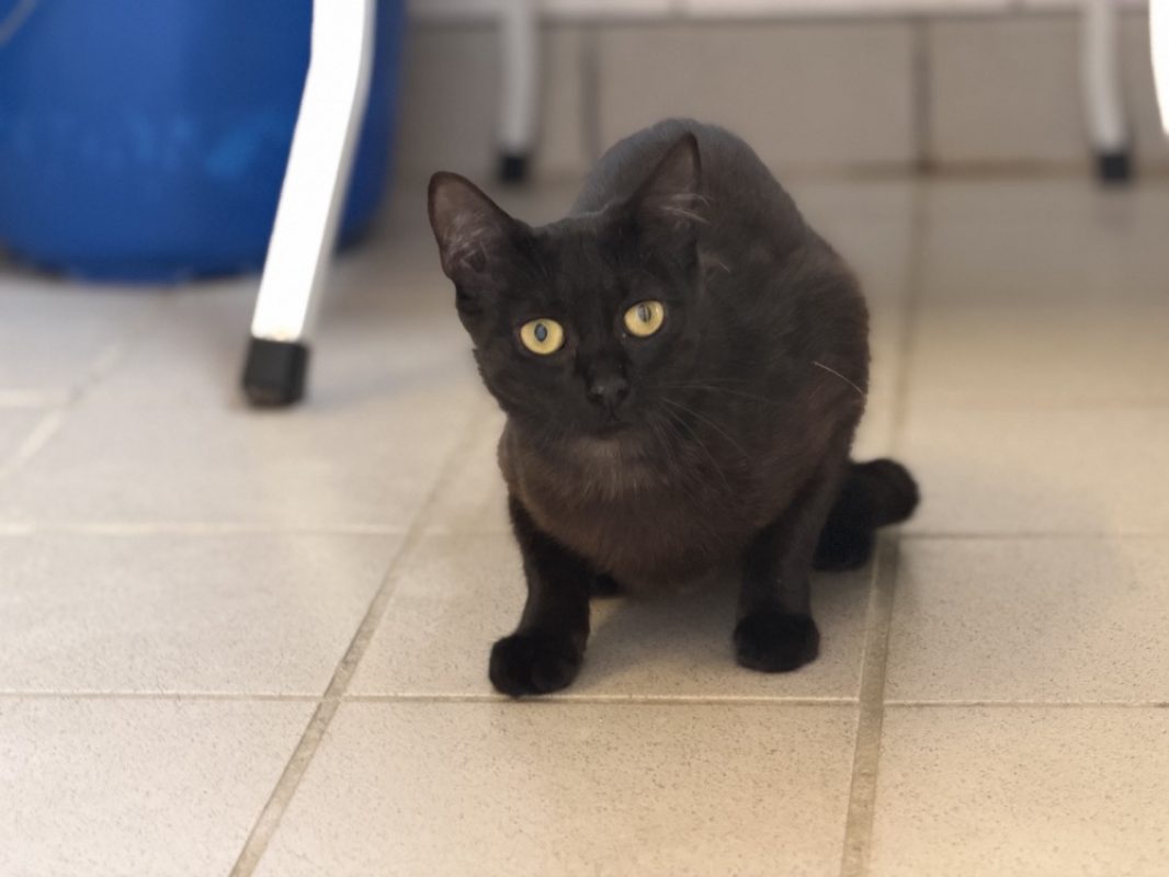 Farfalle - Chat Européen à adopter