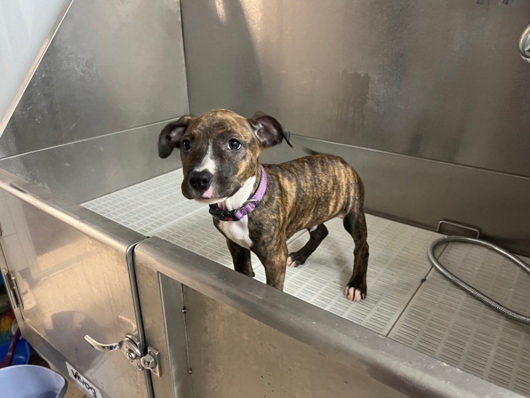Anibal - Chien Bouledogue Américain à adopter