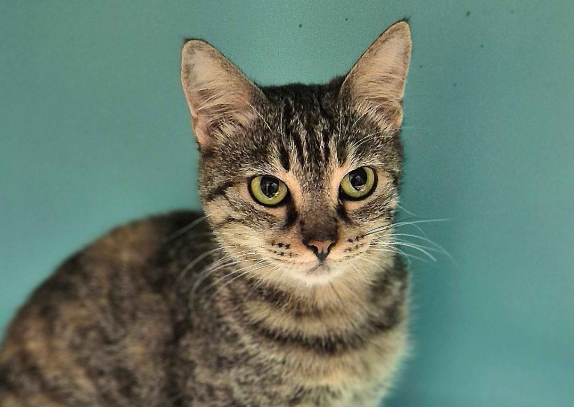 Grisette - Chat Européen à adopter