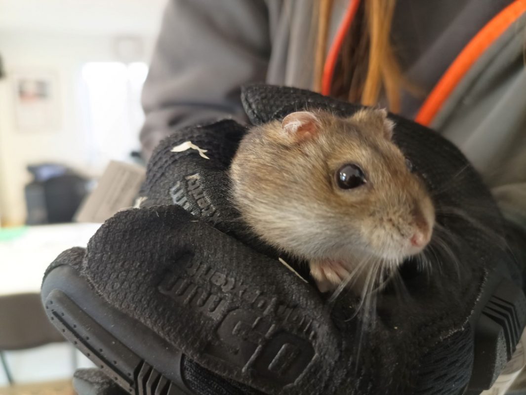 Hamsterator - Rongeur Hamster à adopter