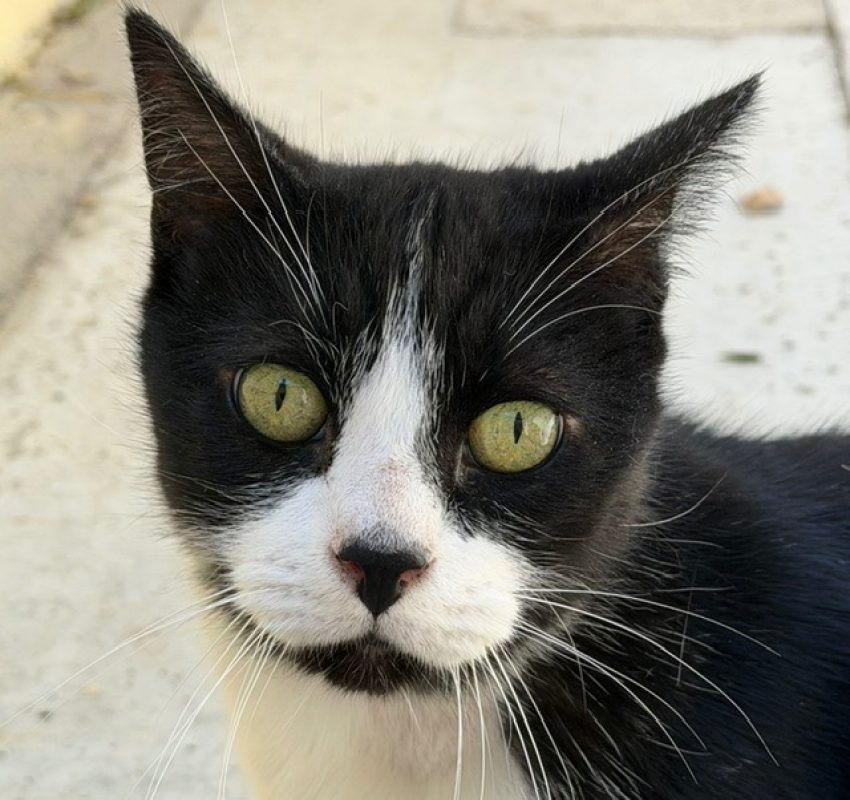 Filou - Chat Européen à adopter