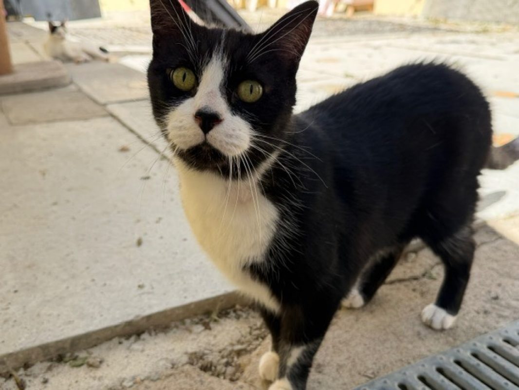 Filou - Chat Européen à adopter - photo 2