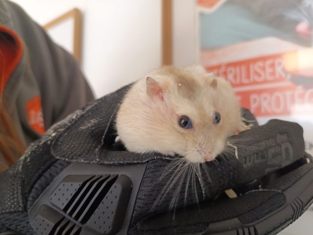 Hamsterminator - Rongeur Hamster à adopter