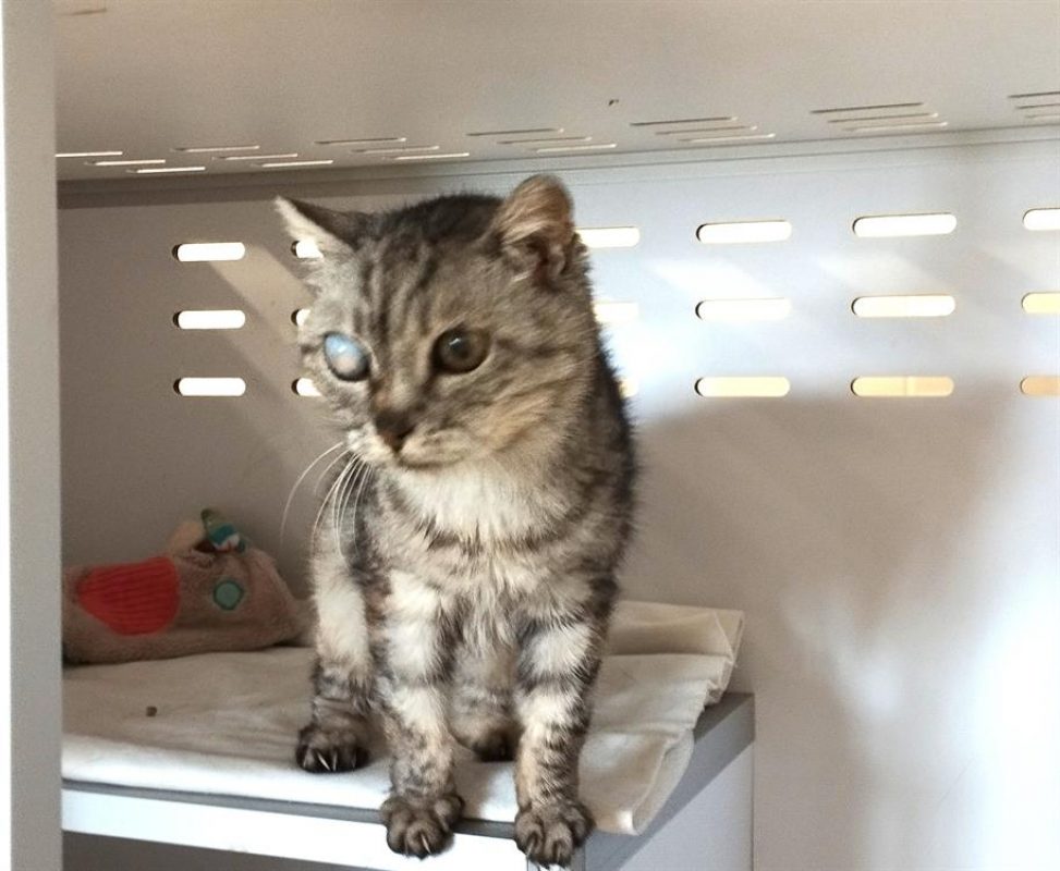 Jaya - Chat Européen à adopter