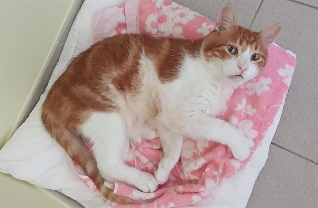 Rouky - Chat Européen à adopter