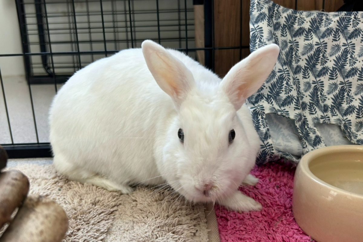 Zeka - Rongeur Lapin à adopter