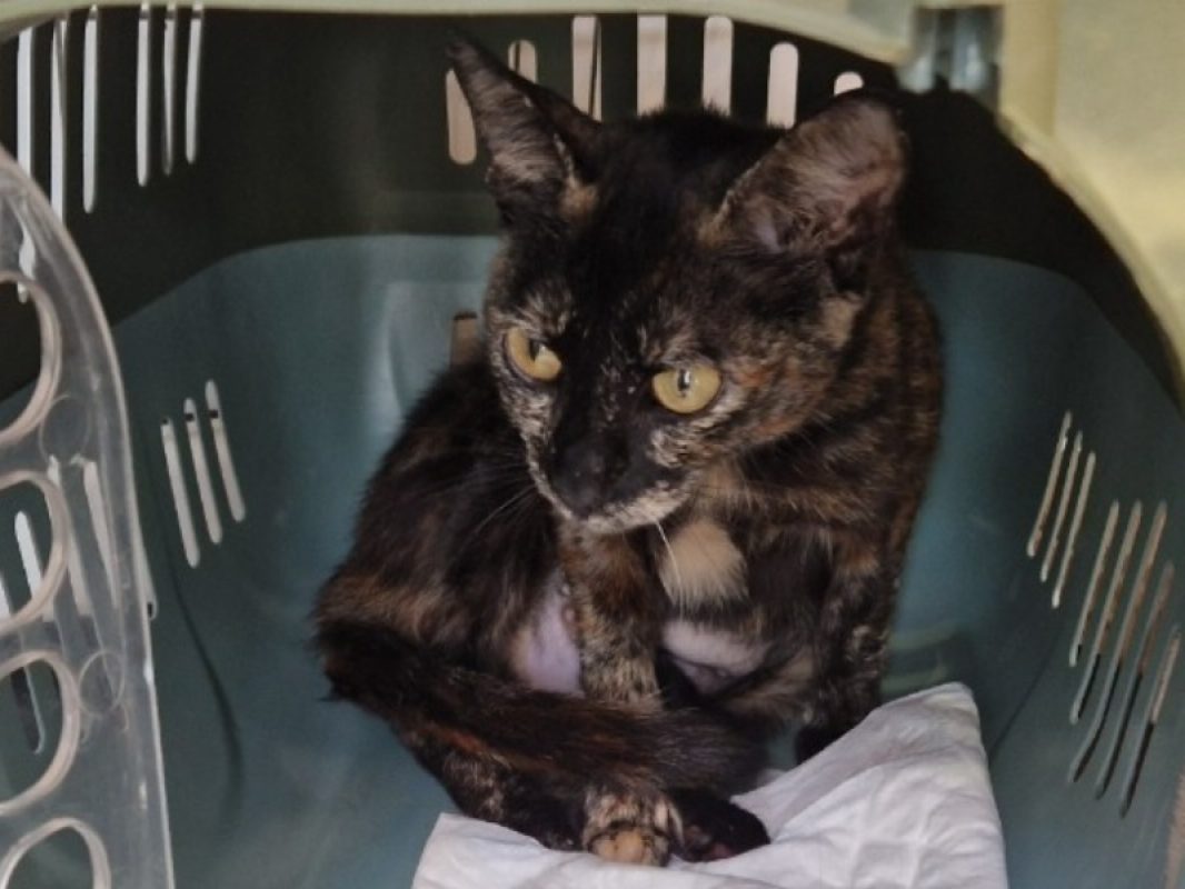 Misty - Chat Européen à adopter