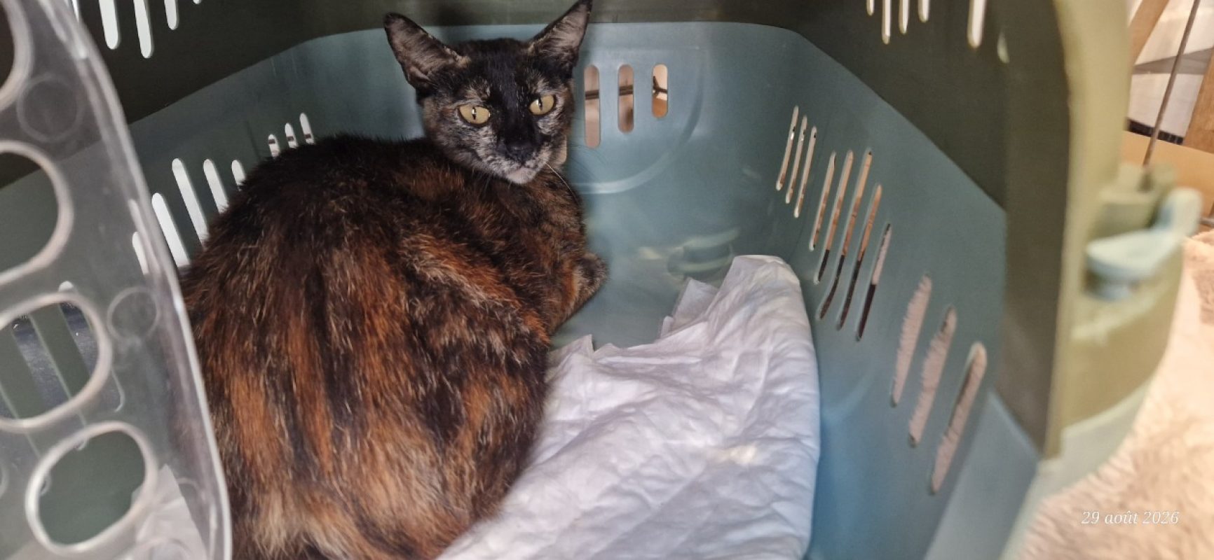 Misty - Chat Européen à adopter - photo 2