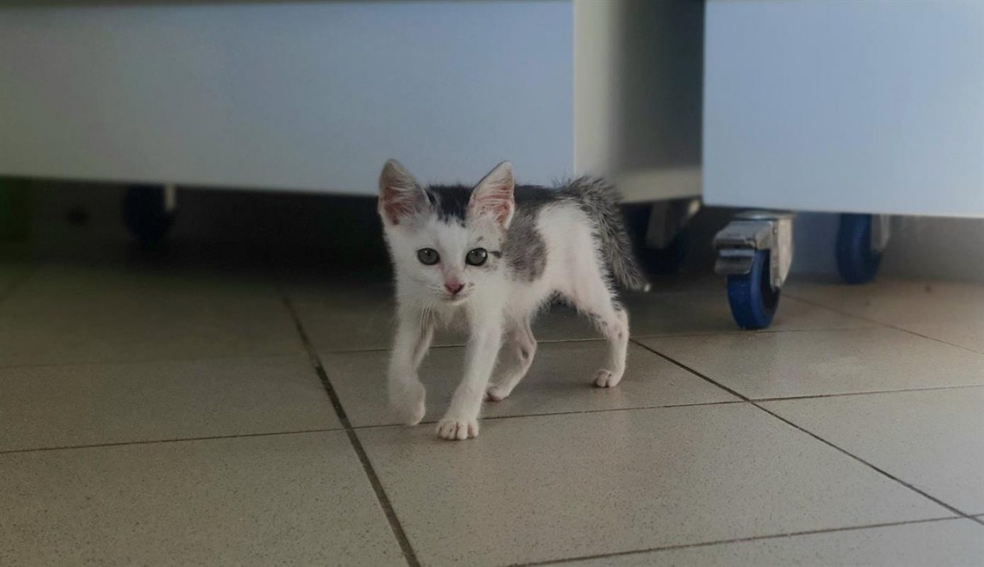 Bali - Chat Européen à adopter