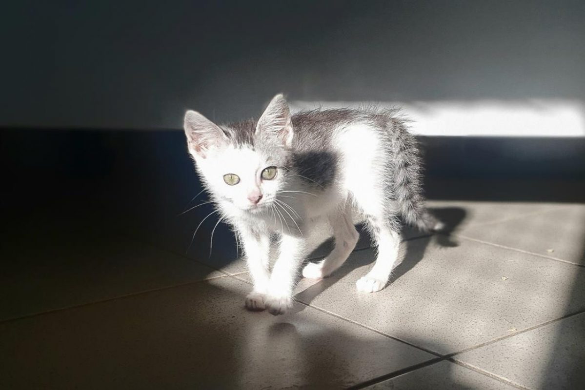Bali - Chat Européen à adopter - photo 2