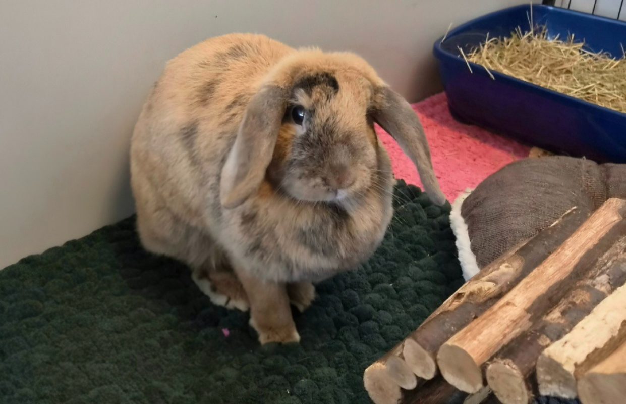 Pistache - Rongeur Lapin à adopter