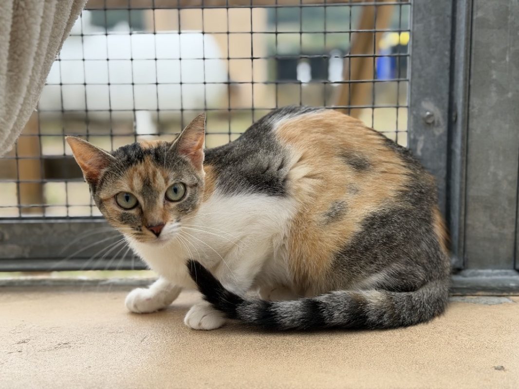 Nova - Chat Européen à adopter