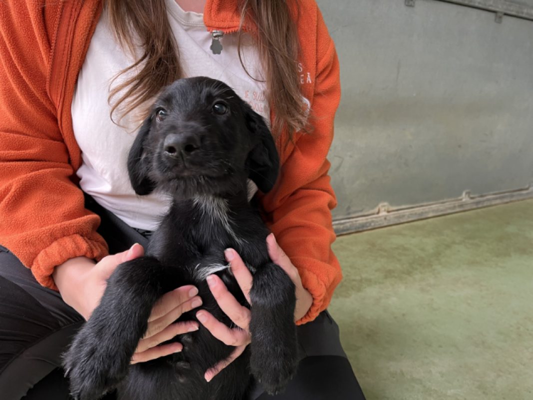 Ham - Chien Briquet Griffon Vendéen à adopter - photo 2