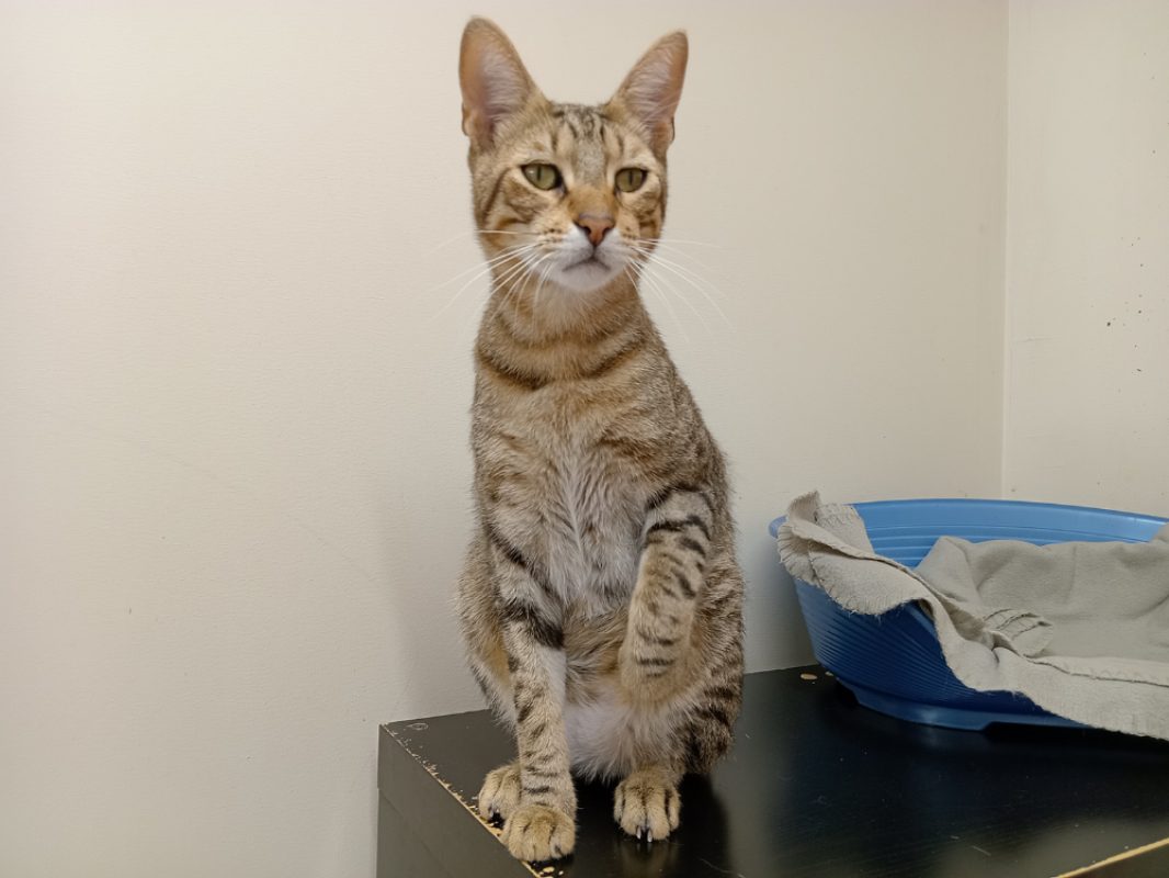 Aloka - Chat Européen à adopter