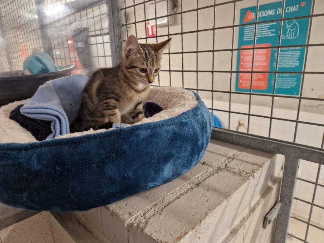 Lucy - Chat Européen à adopter