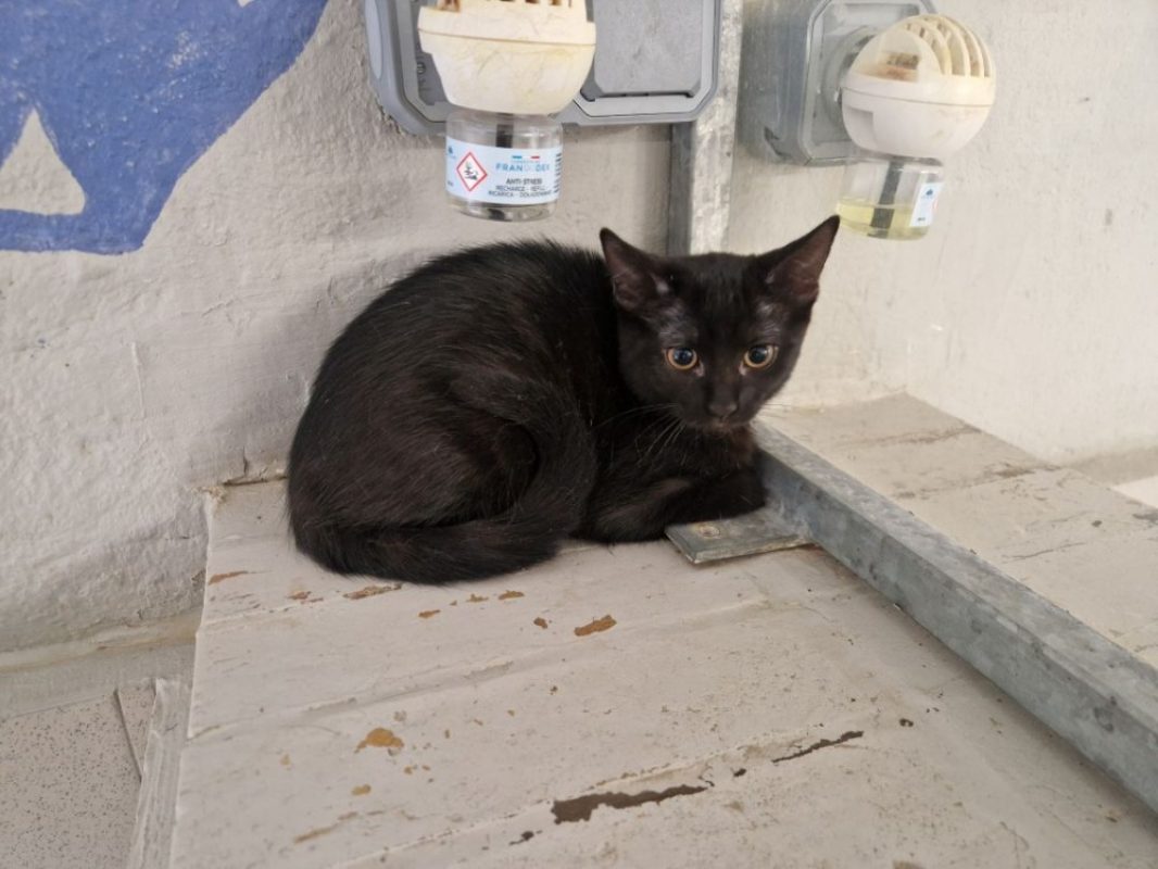 Miss marple - Chat Européen à adopter