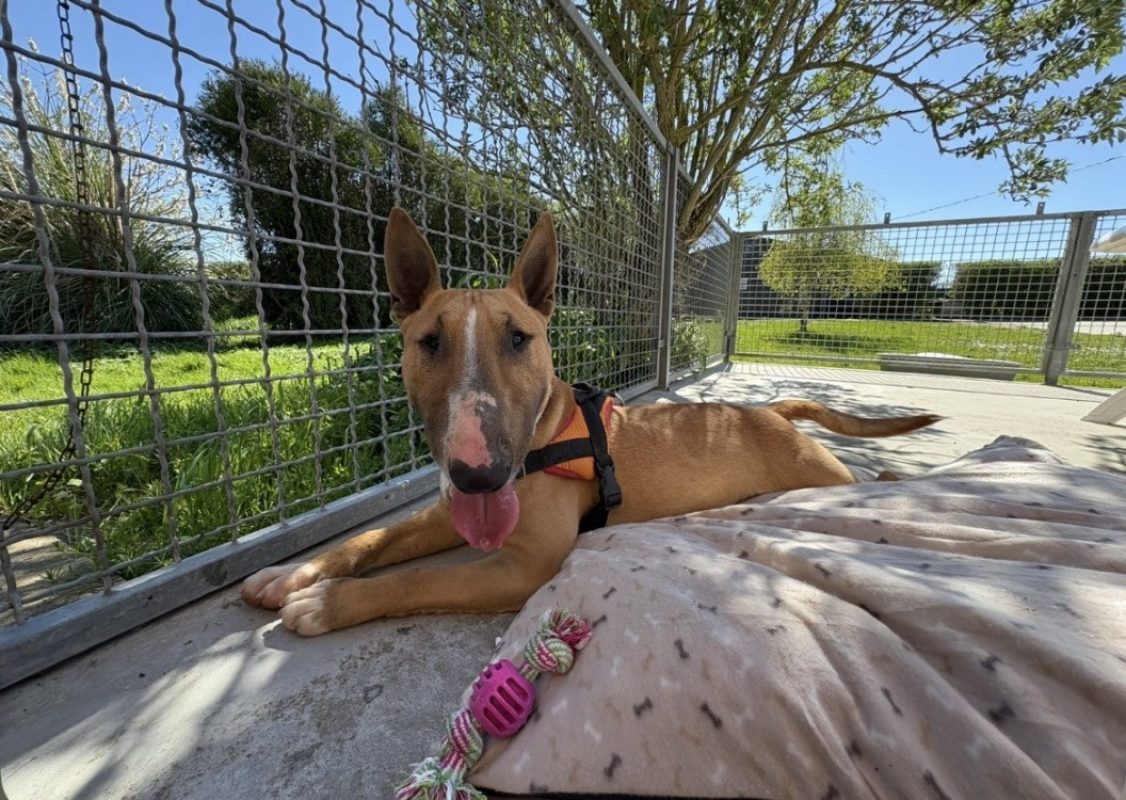 Vino - Chien Bull Terrier à adopter