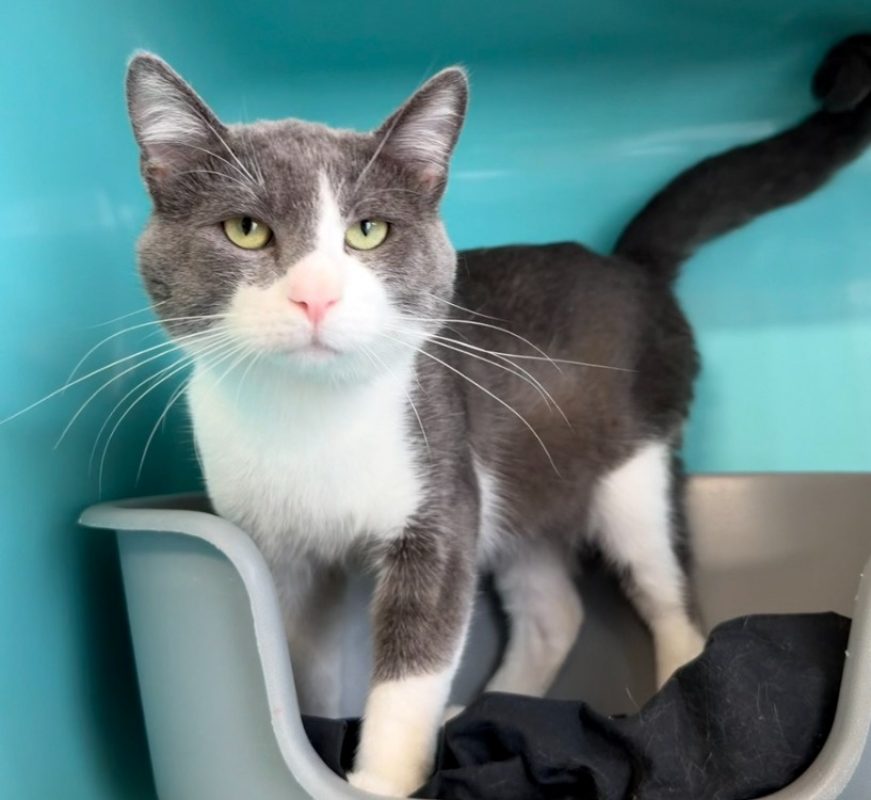 Solstice - Chat Européen à adopter