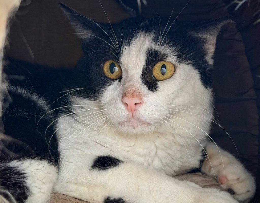 Polo - Chat Européen à adopter