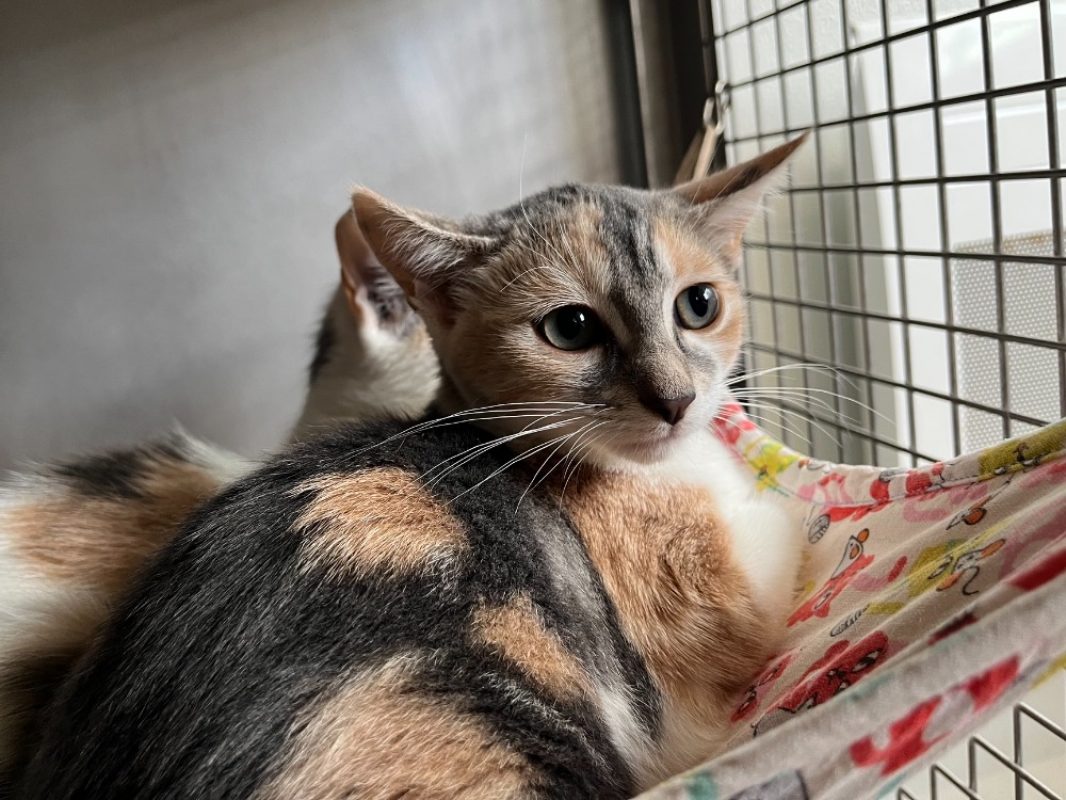 Penny - Chat Européen à adopter