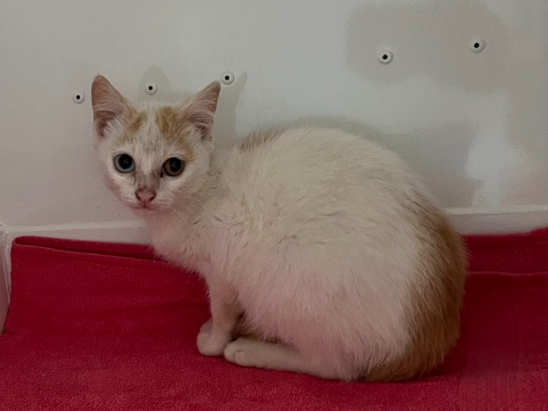 Saphia - Chat Européen à adopter