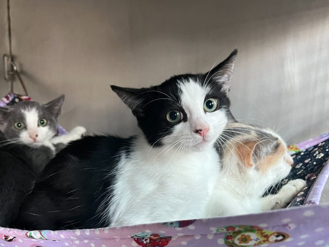 Patch - Chat Européen à adopter
