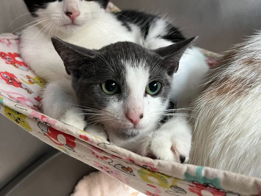 Pepper - Chat Européen à adopter