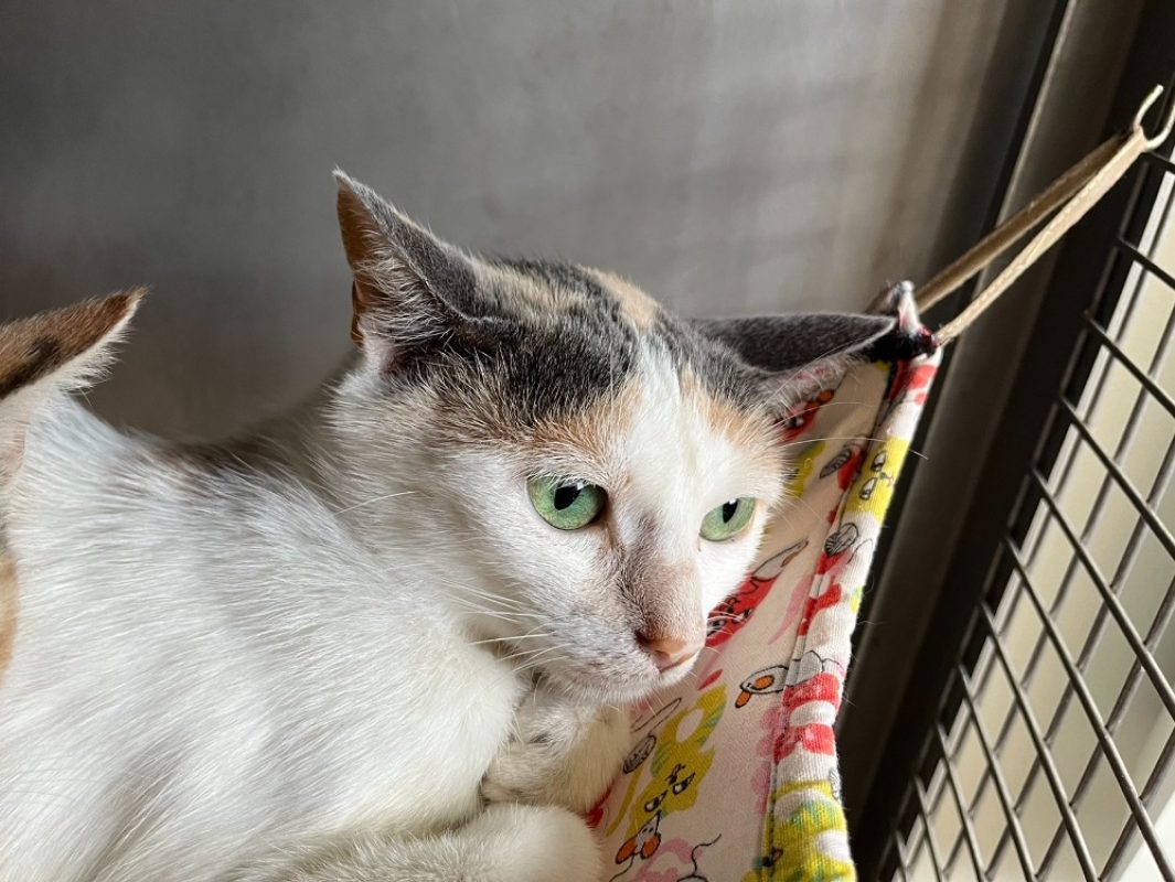 Queenie - Chat Européen à adopter