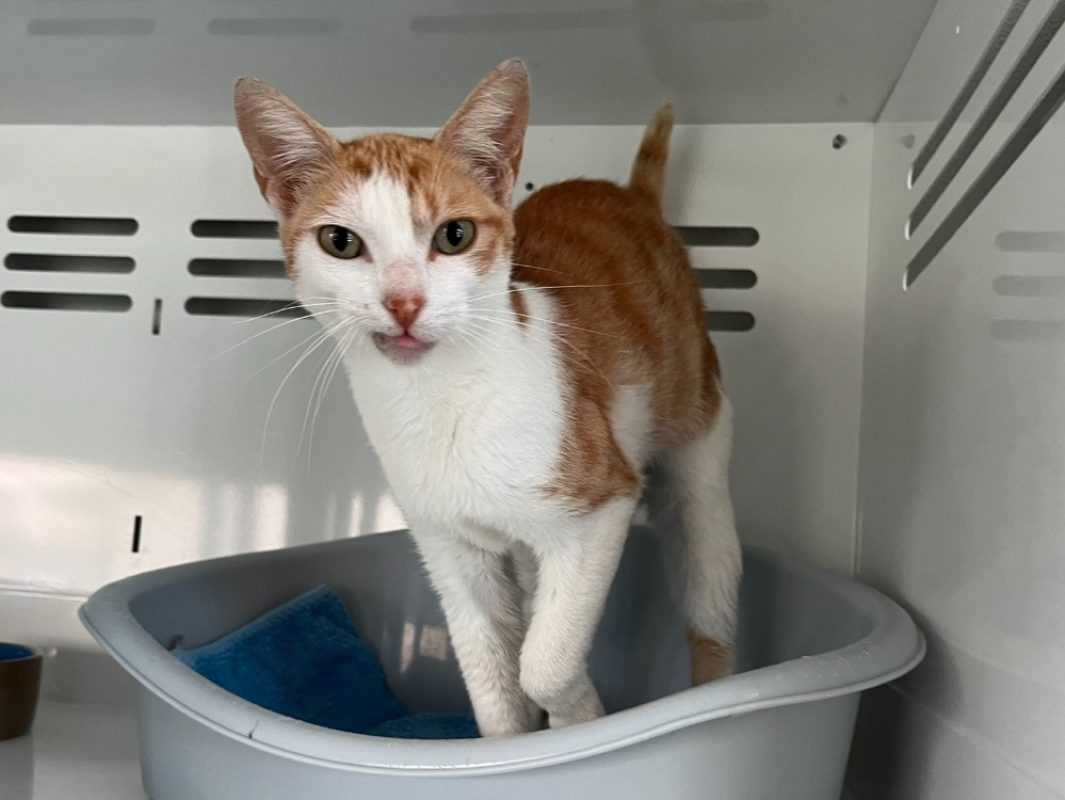 Sélénia - Chat Européen à adopter