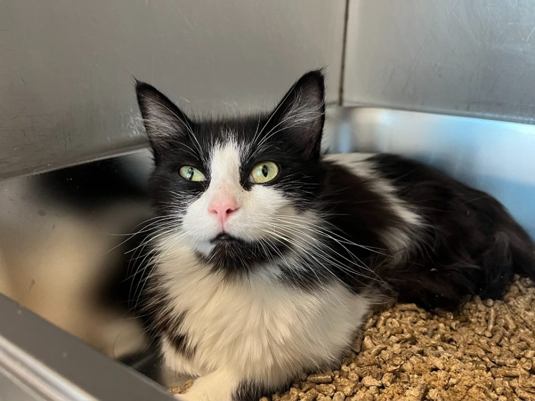 Achélois - Chat Européen à adopter