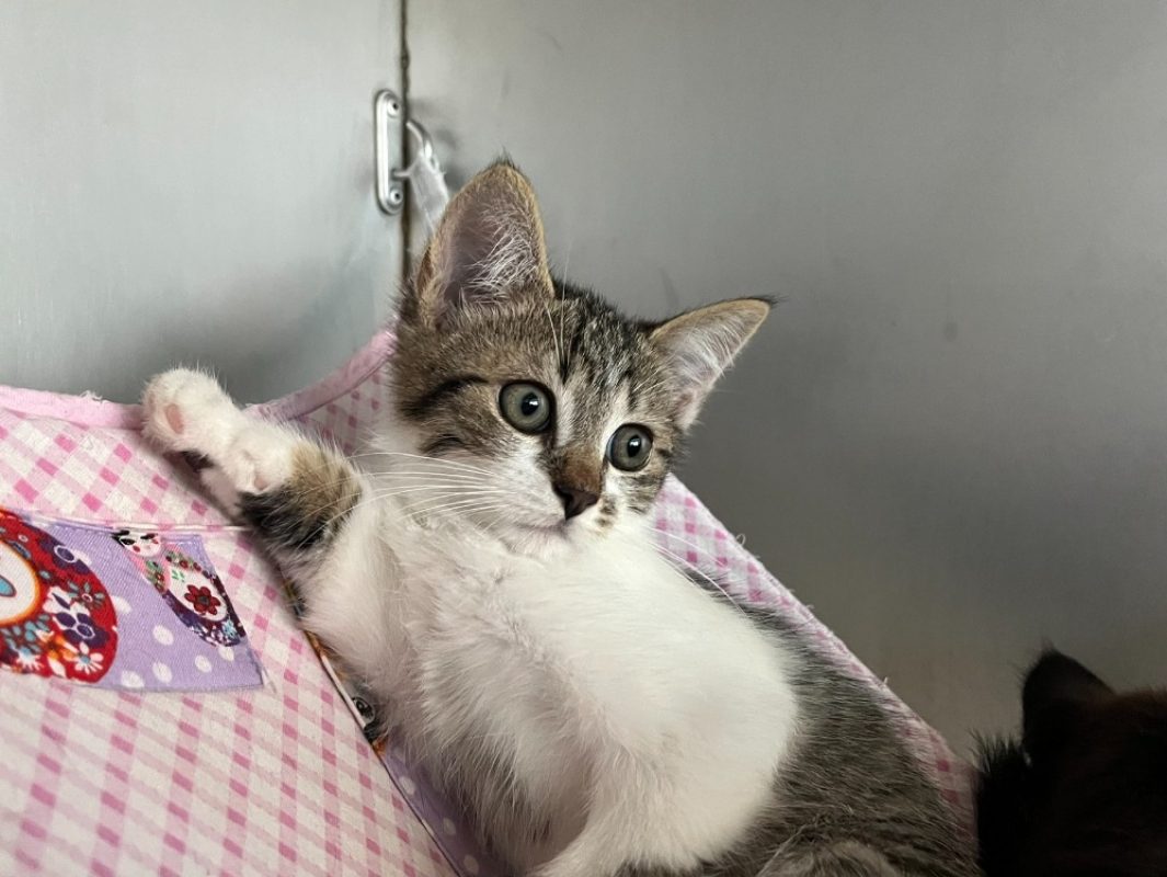 Byblis - Chat Européen à adopter