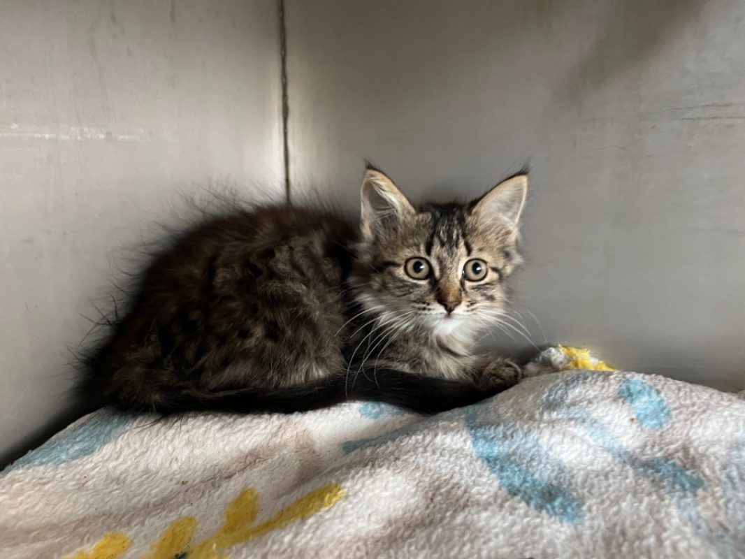 Bia - Chat Européen à adopter