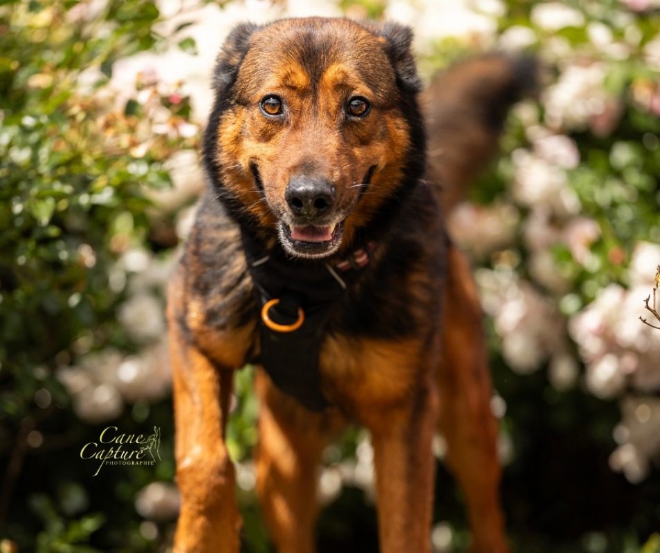 Brooke - Chien à adopter - photo 2