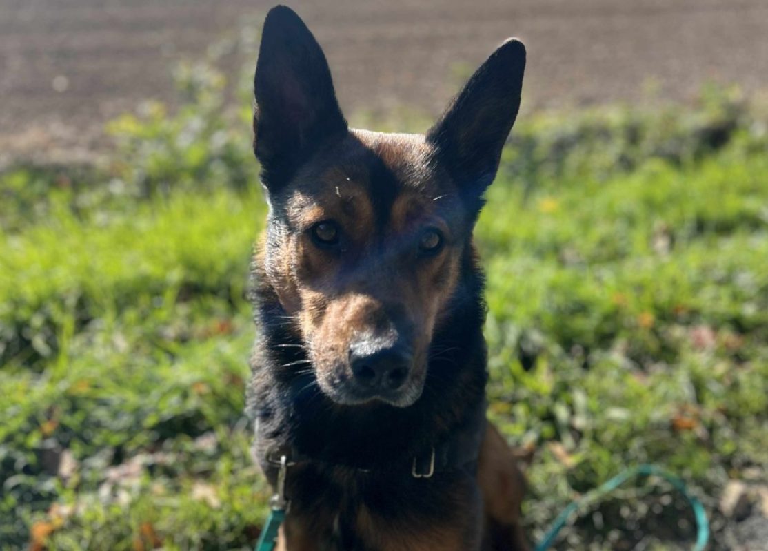 Brooke - Chien à adopter - photo 3