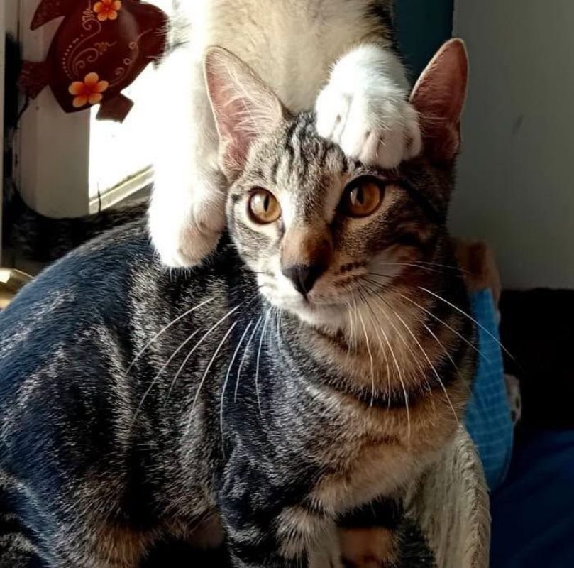 PABLO - Chat à adopter