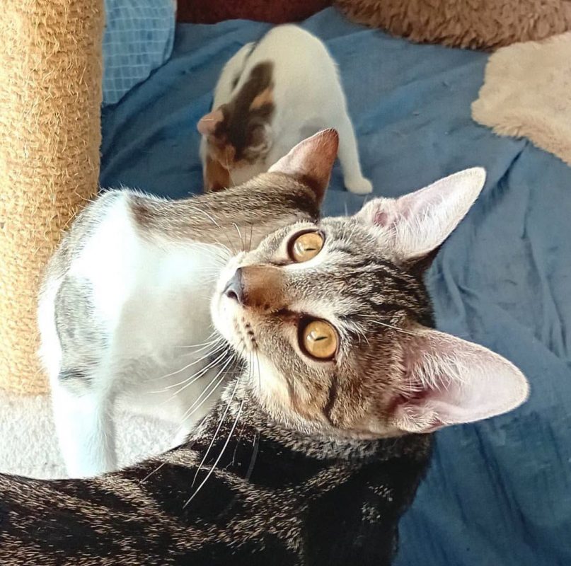 PABLO - Chat à adopter - photo 3