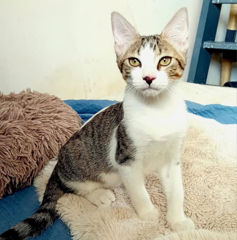 DIEGO - Chat à adopter - photo 2