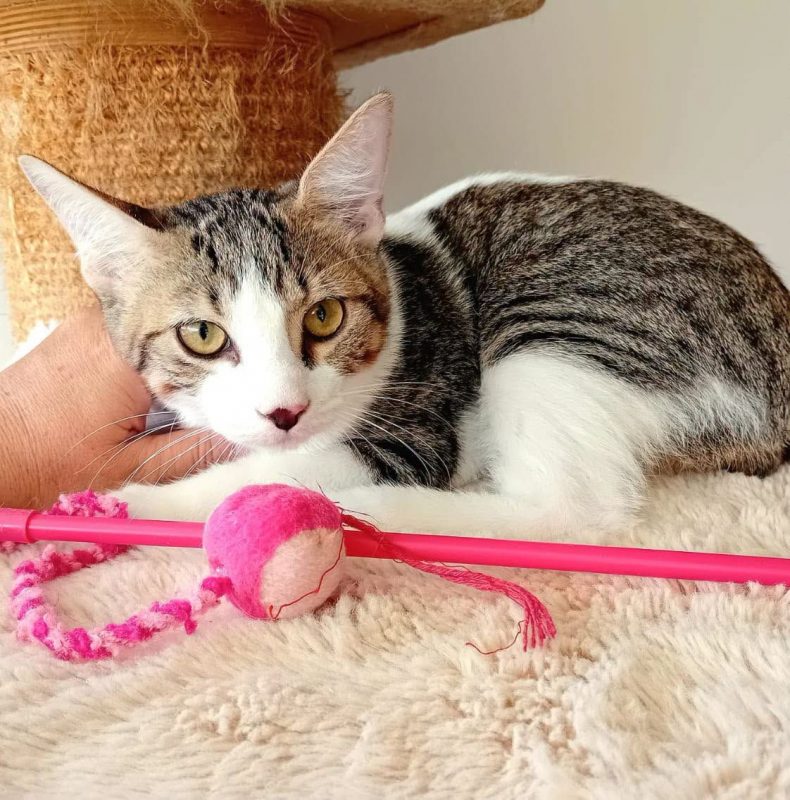 DIEGO - Chat à adopter - photo 3