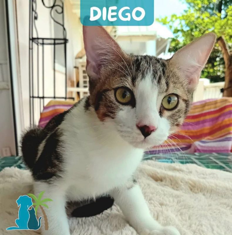 DIEGO - Chat à adopter
