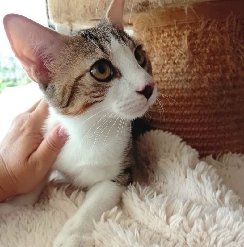 DIEGO - Chat à adopter - photo 6
