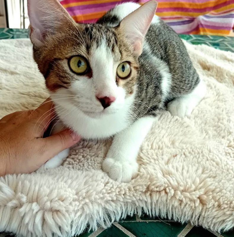 DIEGO - Chat à adopter - photo 4