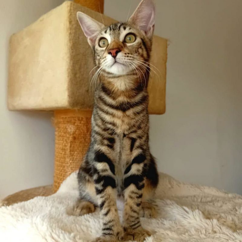 SIRIUS - Chat à adopter