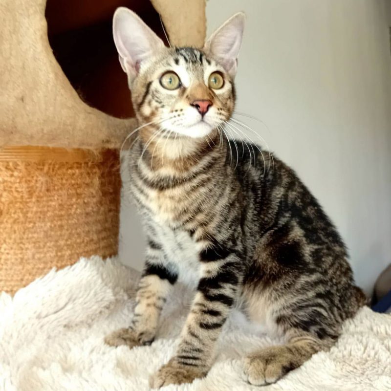 SIRIUS - Chat à adopter - photo 5